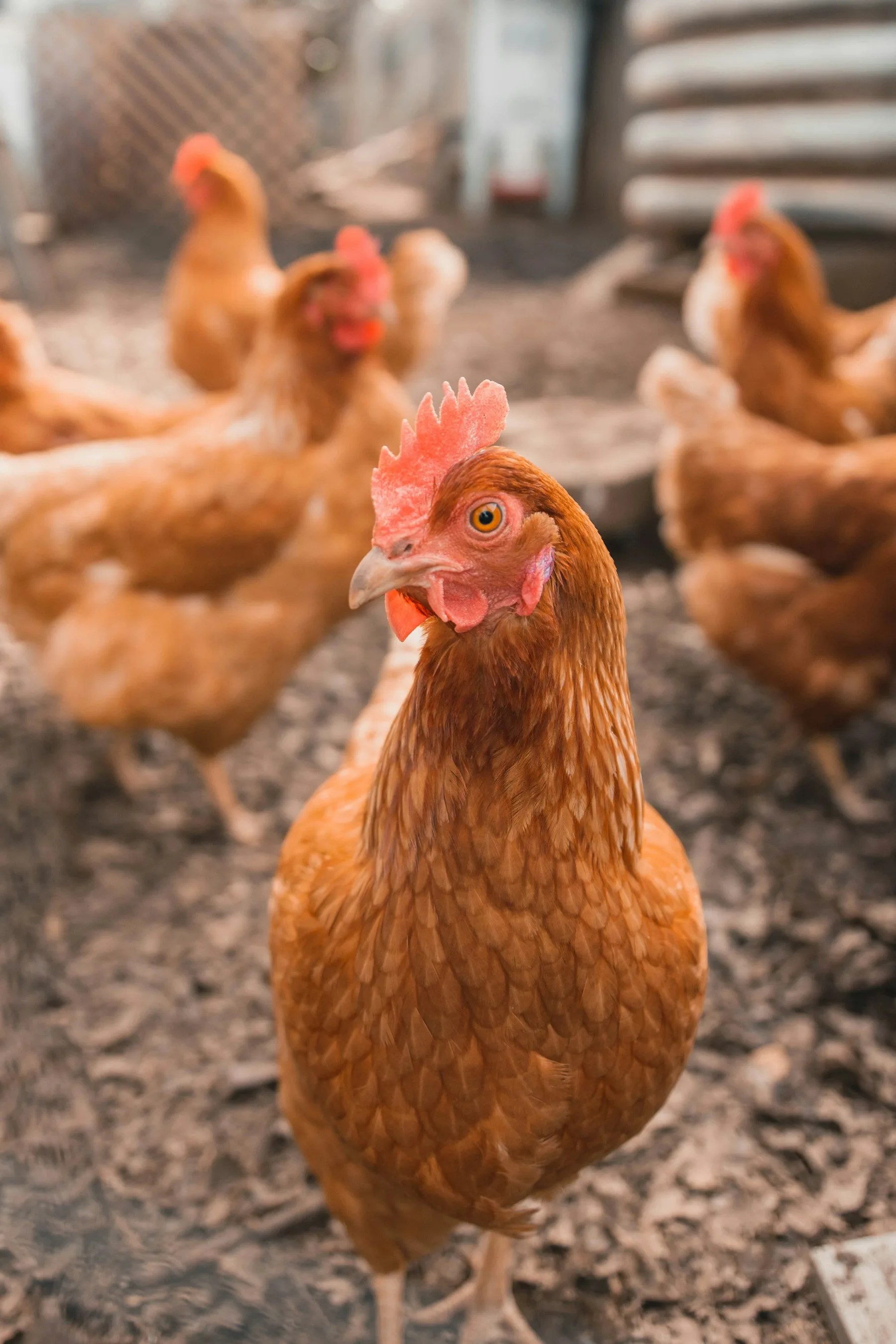 Gallina en una granja avícola: su alimentación depende de la llegada de materias primas